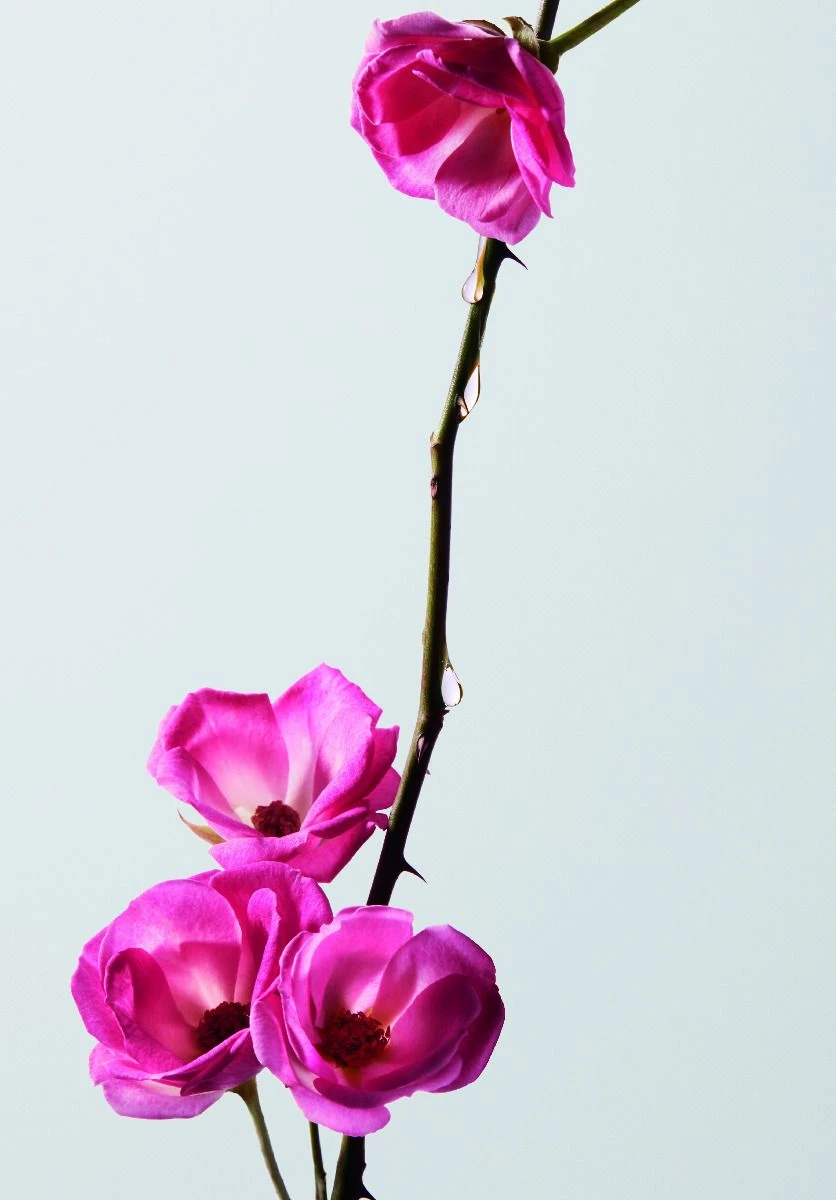 Shu Uemura Color Lustre Treatment 200ml 4 Shu Uemura Color Lustre Treatment 200ml - Afbeelding 2