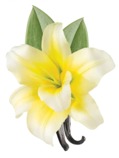 Biosilk Silk Therapy With Tahitian Vanilla 67ml -Hair Pro Verkoop tahitian vanilla flower 1